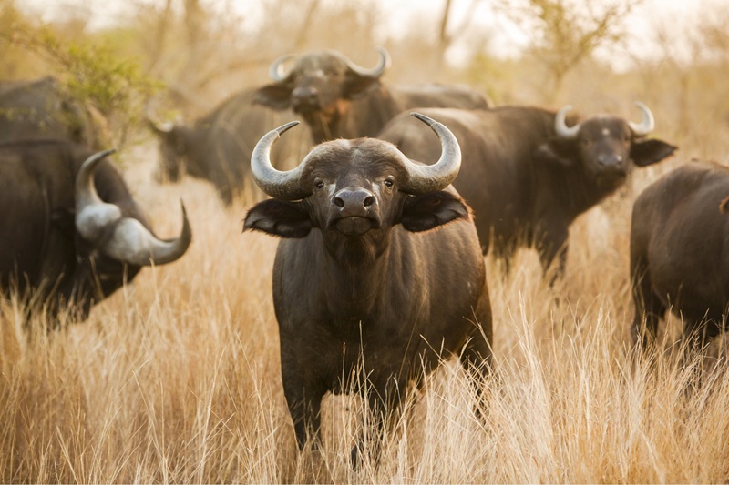 Buffalo stare buffalo
