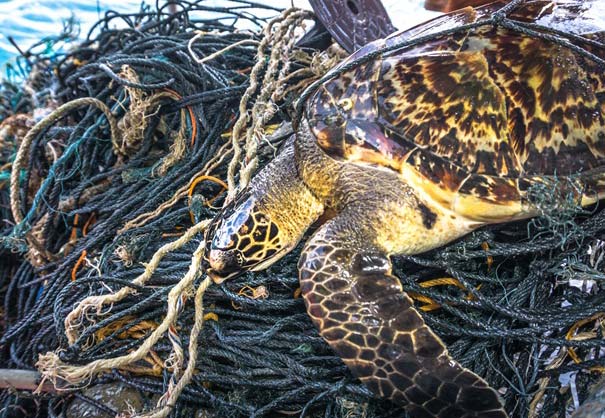 Critically Endangered Hawksbill Sea Turtle tangled Ghost Net bycatch