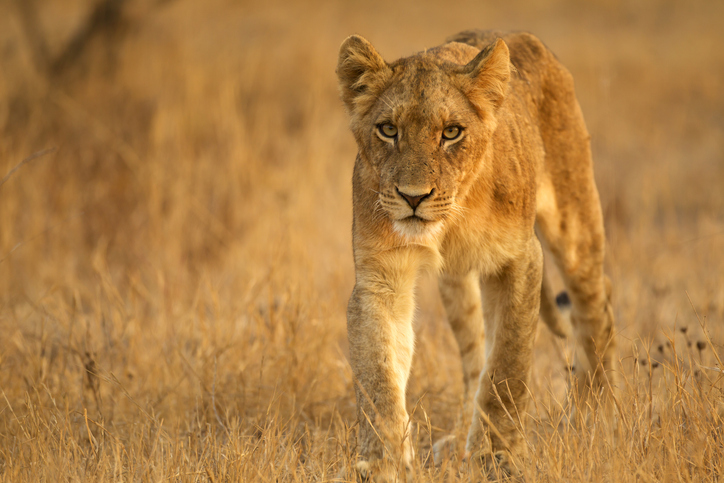 African Lion lion