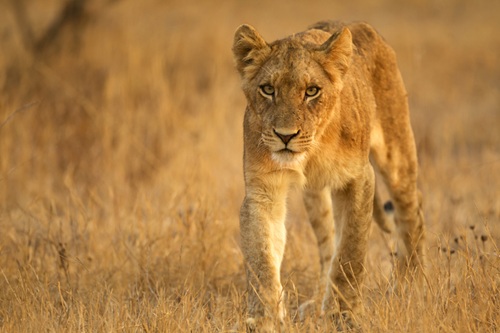 Argos Services for Wildlife Conservation