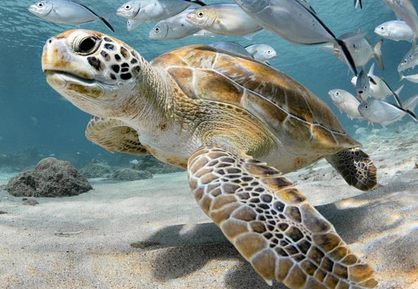 sea turtle