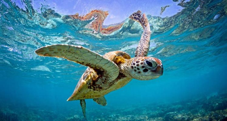 New Global Initiative to Map Blue Corridors for Turtles