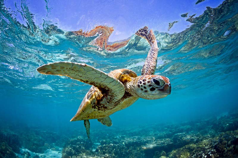 turtle-at-sea blue corridors