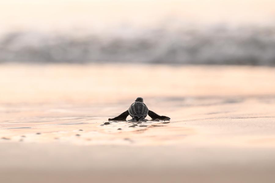leatherback turtle