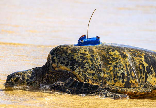 argos tag turtle