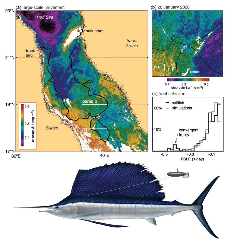 case study of tracking billfishes with Argos: association with submesoscale features