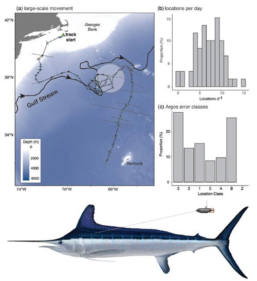 tracking billfishes with Argos: current-oriented swimming