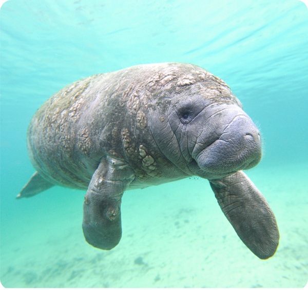 manatee