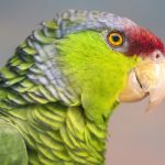 Thick Billed Parrot