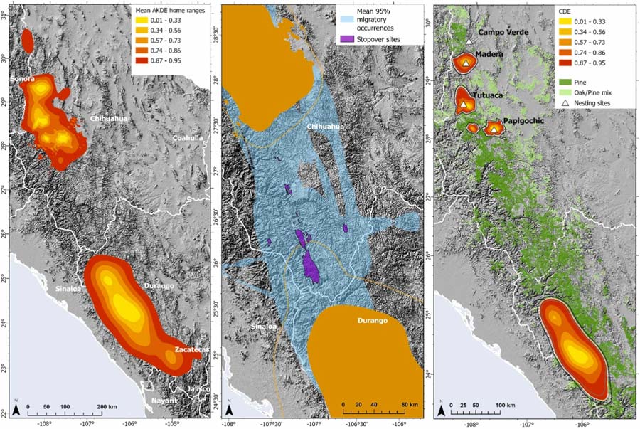 Thick-Billed-Parrot Habitat Tracking