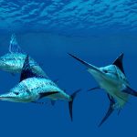 Billfish swimming