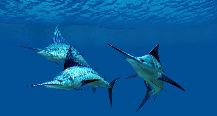 Tracking Billfishes, the Ocean’s Fastest Predators, with Argos Services