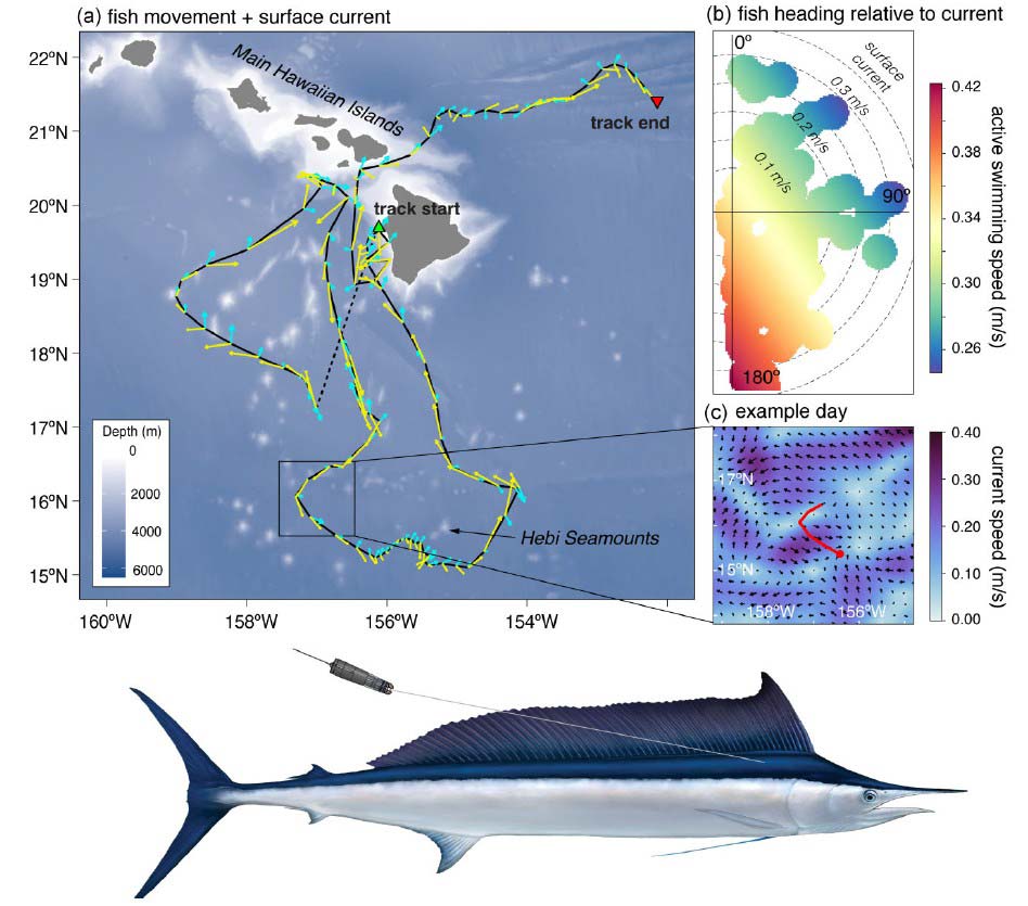 tracking billfishes with Argos: current-oriented swimming