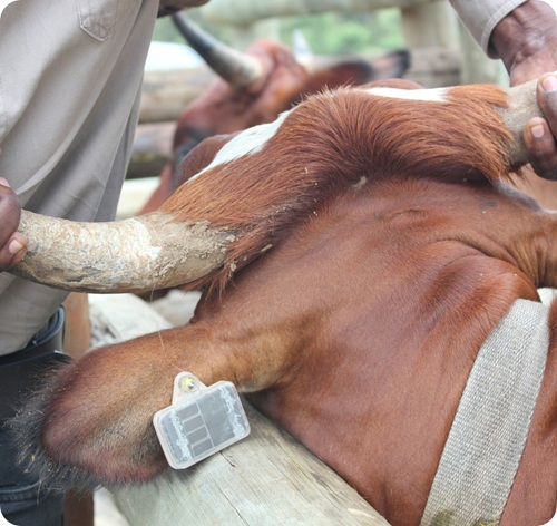 Argos Cow Tag