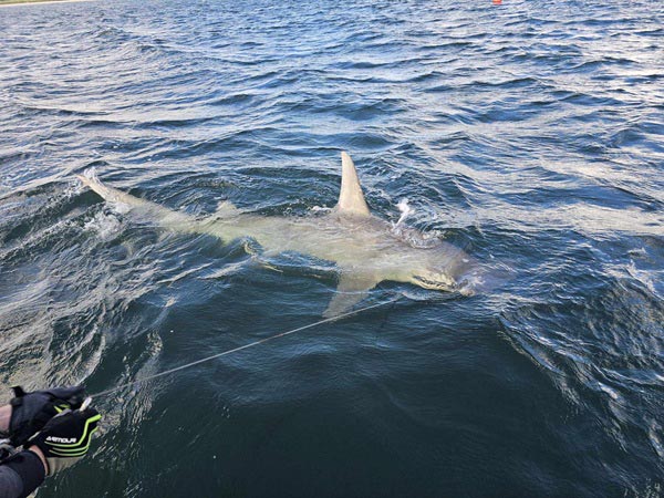 hammerhead in water hammerhead in water