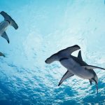 hammerhead swimming