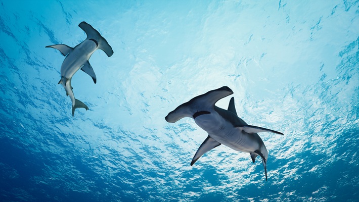 Tracking Hammerhead Sharks with Argos Services