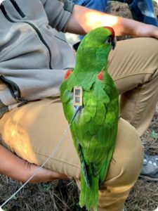 thick billed parrot