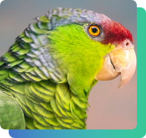 parrot
