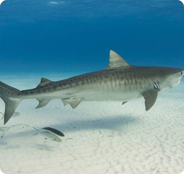 Shark