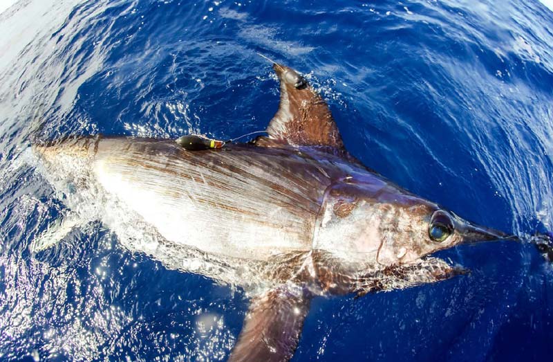 tagged bill fish argos satellite system tracking billfishes