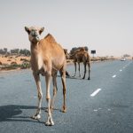 camel on a road