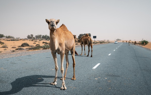 Camel Herding in a Changing World: Managing Growth, Mobility and Risk Across Borders