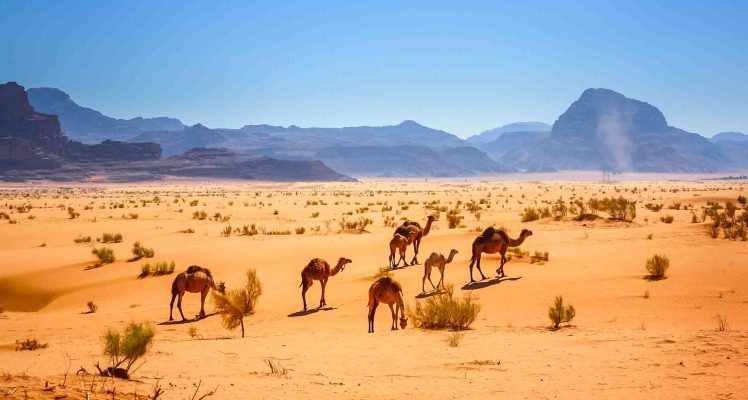 Boost Your Herd Management with Smart Solutions: Meet Us at IUCN