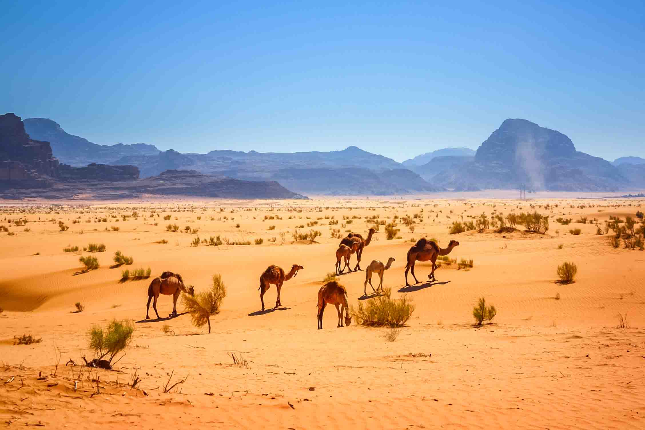 camel herds camel herd