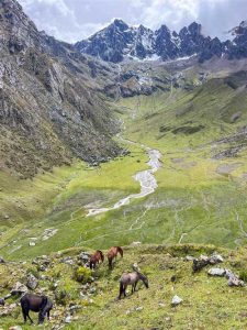 horses grazing