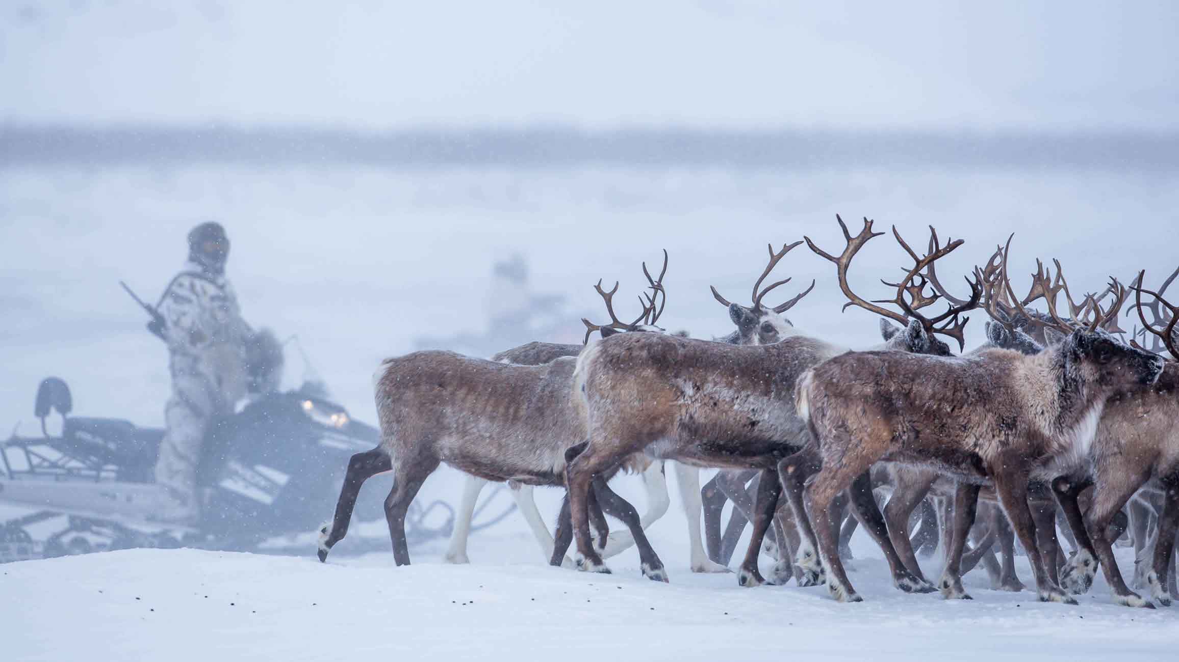 herder managing caribou
