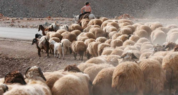 Adapting Asia’s Pastures to Climate Change