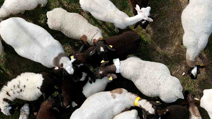 Satellite connected collar