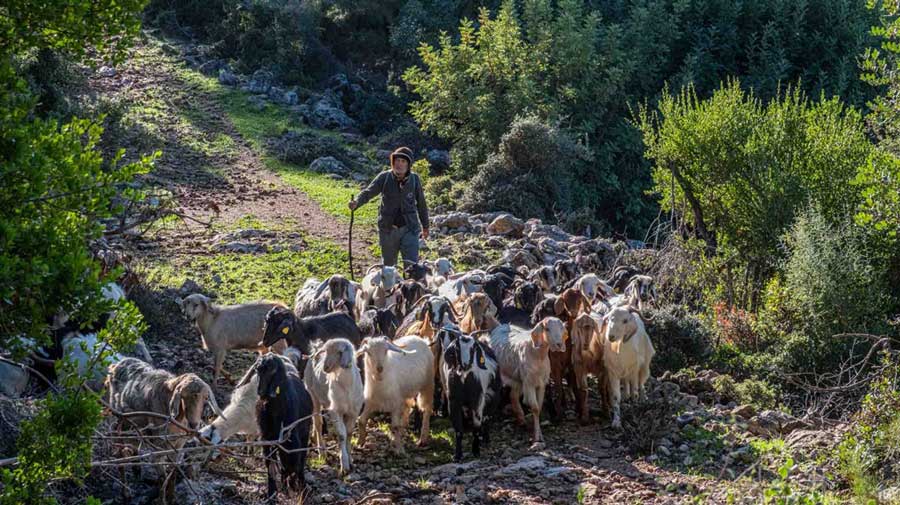 Traditional Herd management