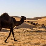 camel herd in the middle east