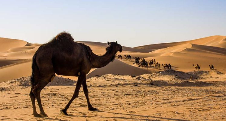 Balancing the Herd: Why Camel Population Management Needs Policy and Technology