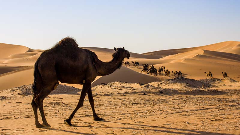 camel herd in the middle east