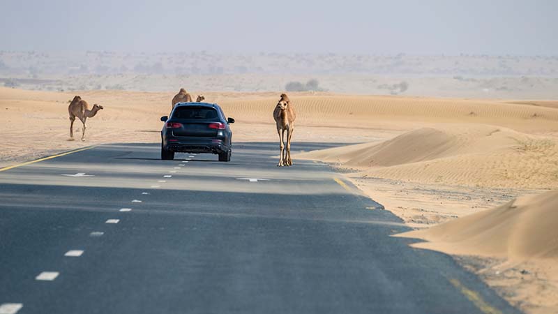 camel blocking car