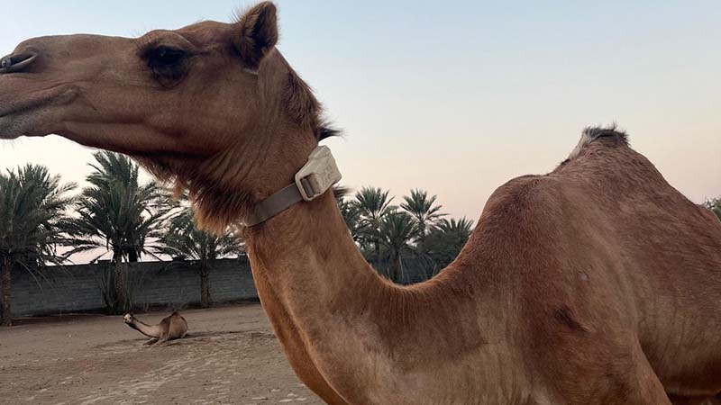 argos satellite collar