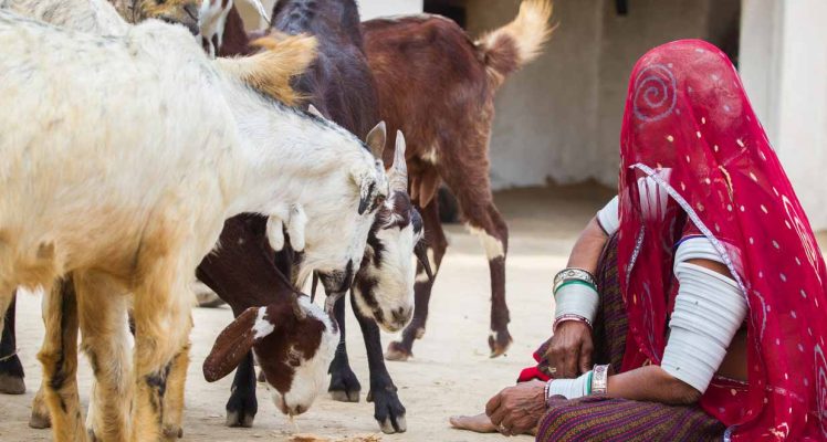 Counting losses: when goats go missing, so can a family’s future