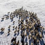 reindeer in harsh weather