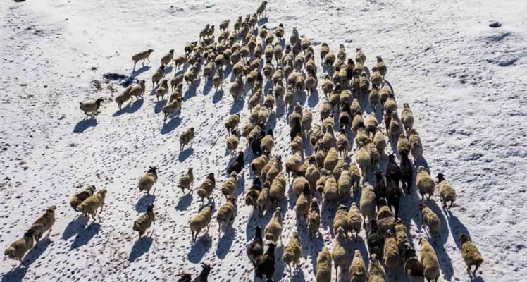 Livestock GPS Collars: What Makes Tracking Reliable in Harsh Conditions