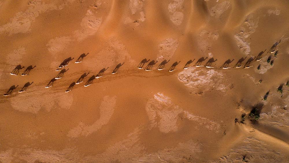 ARGOS HERD TRACKING IN THE DESERT