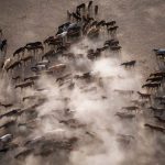 herd of horses