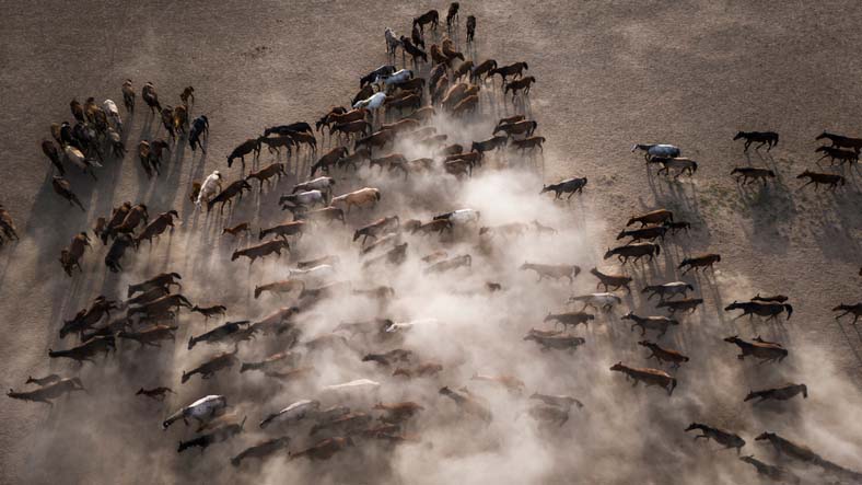 wild horses herd of horses